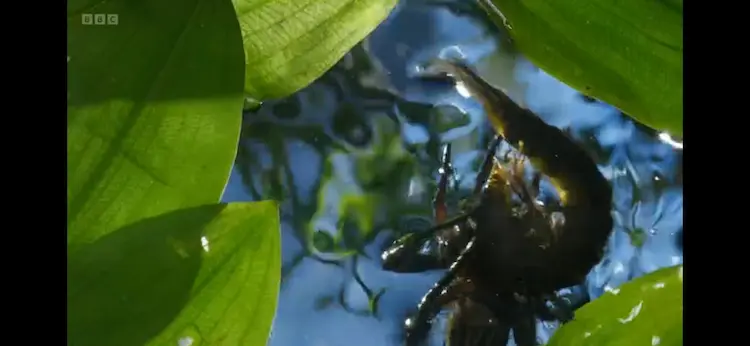 Diving beetle sp. () as shown in Wild Isles - Freshwater